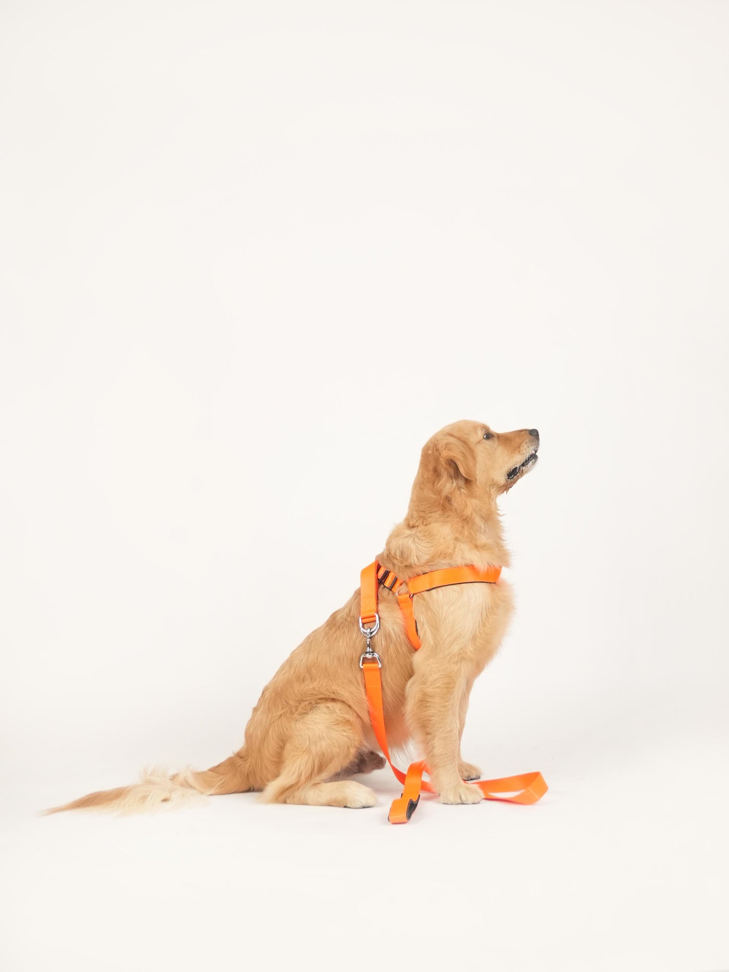 Sunburst Harness & Leash Set (For Large Dogs)