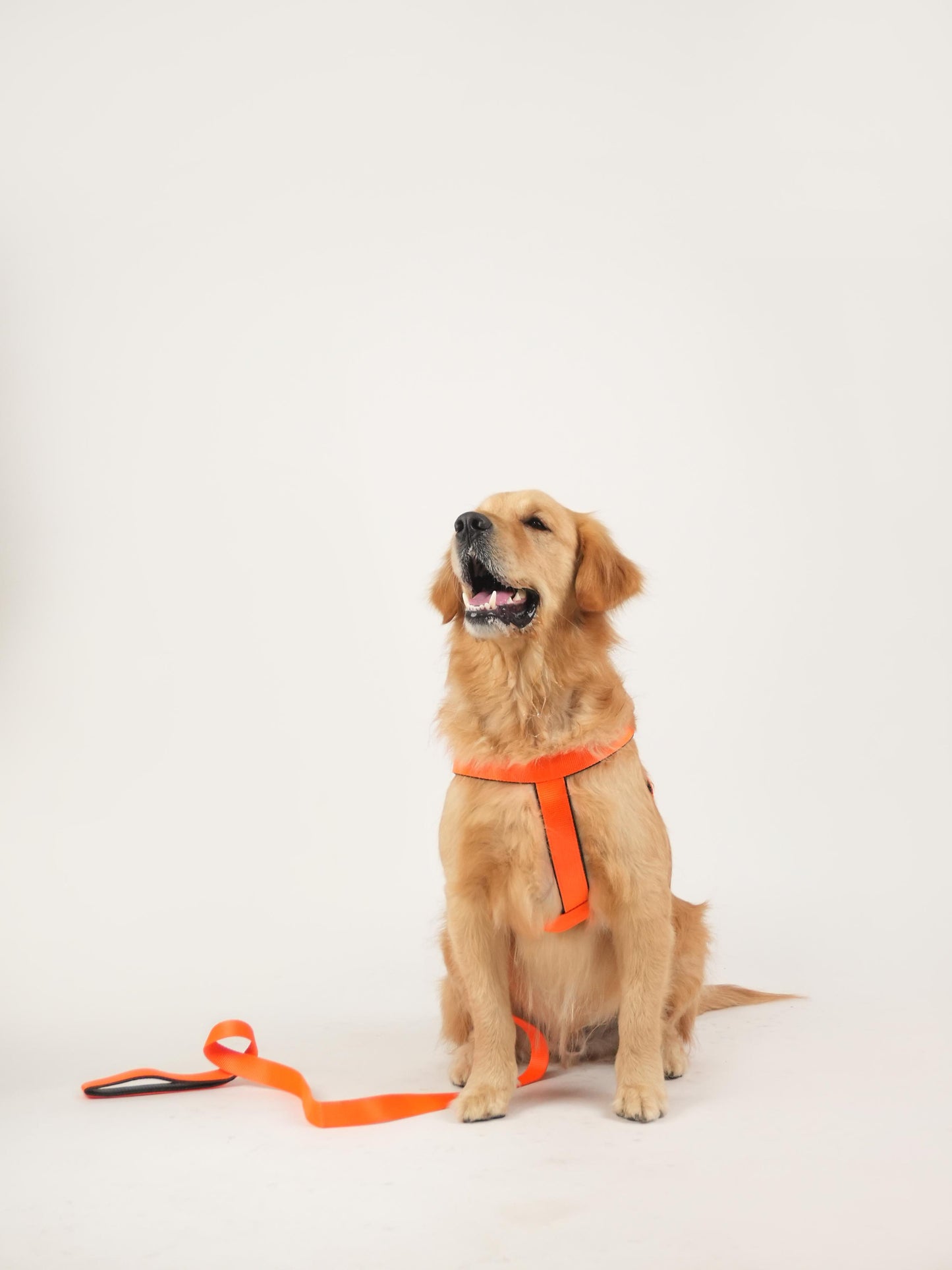 Sunburst Harness & Leash Set (For Large Dogs)