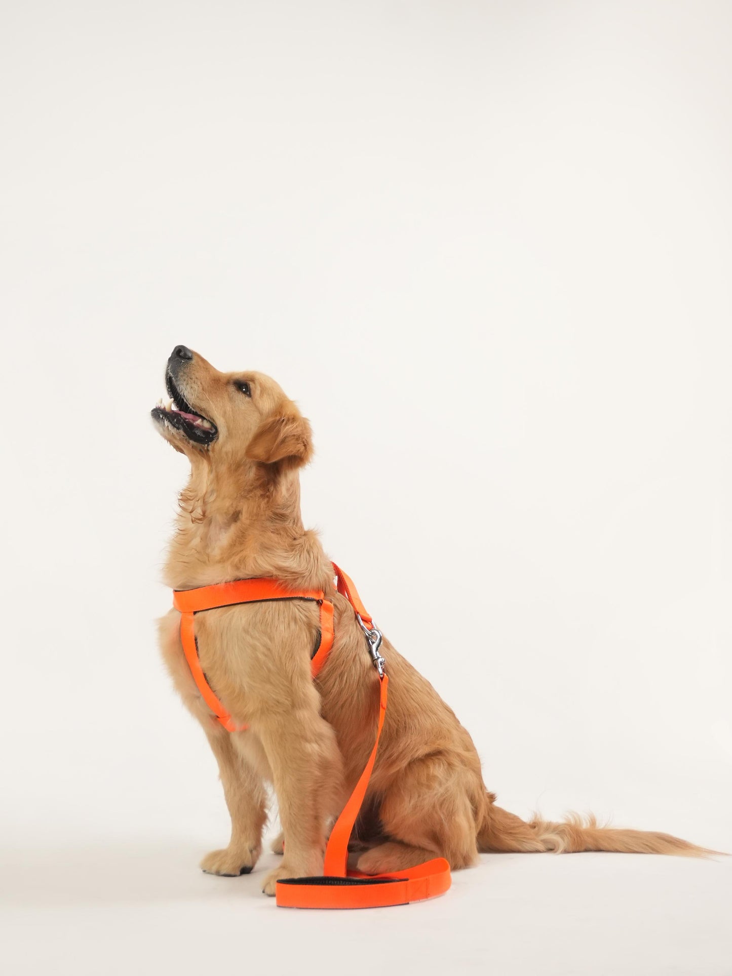 Sunburst Harness & Leash Set (For Large Dogs)