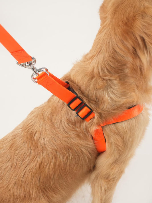 Sunburst Harness & Leash Set (For Large Dogs)