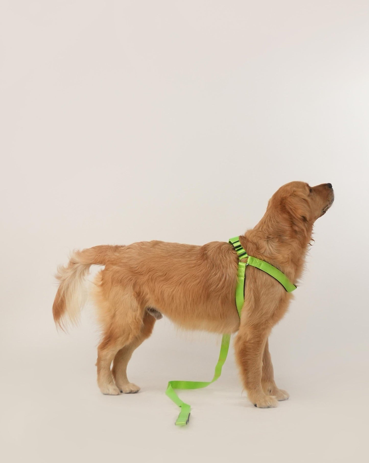 Neon Nimbus Harness & Leash Set (For Large Dogs)