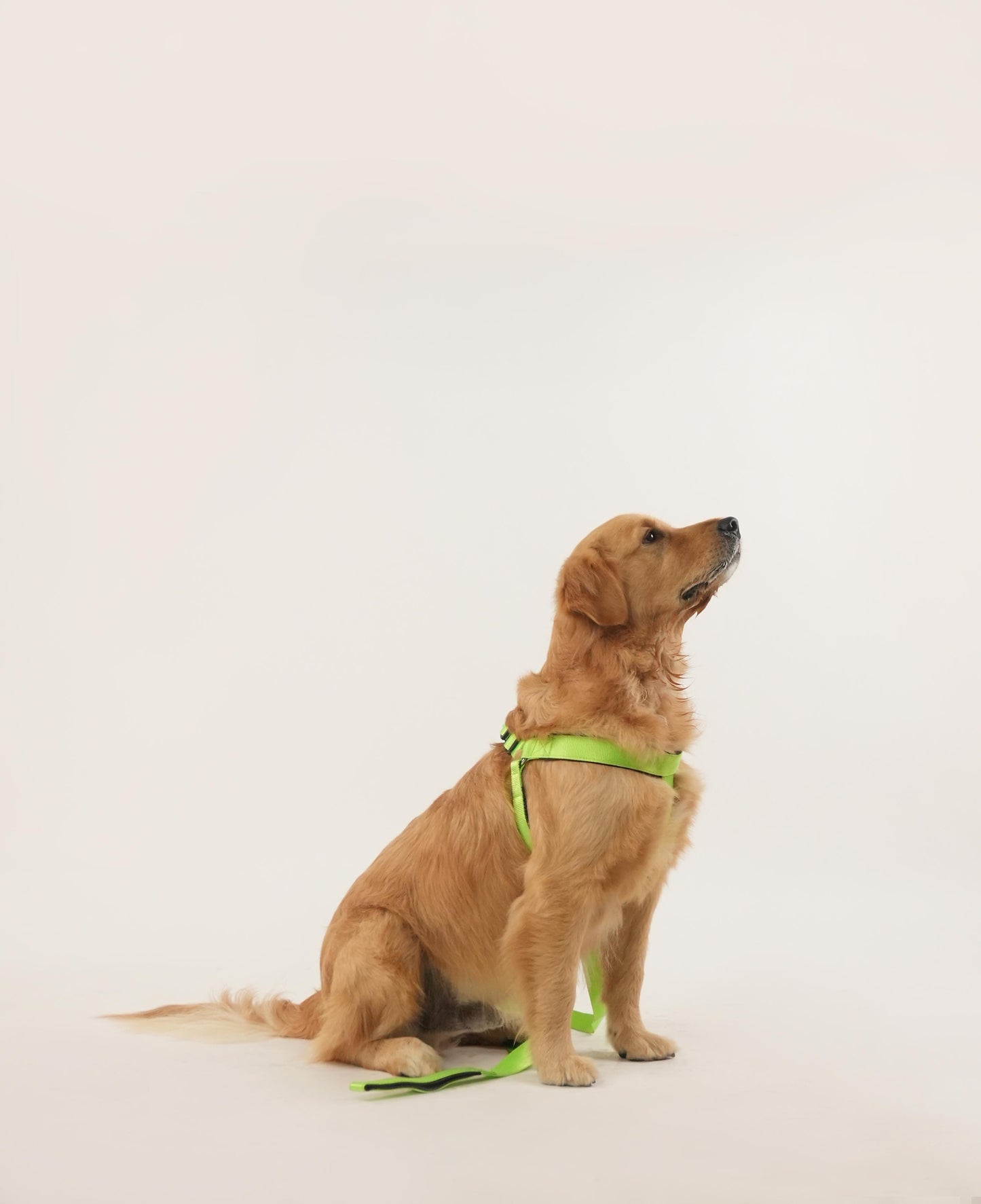 Neon Nimbus Harness & Leash Set (For Large Dogs)