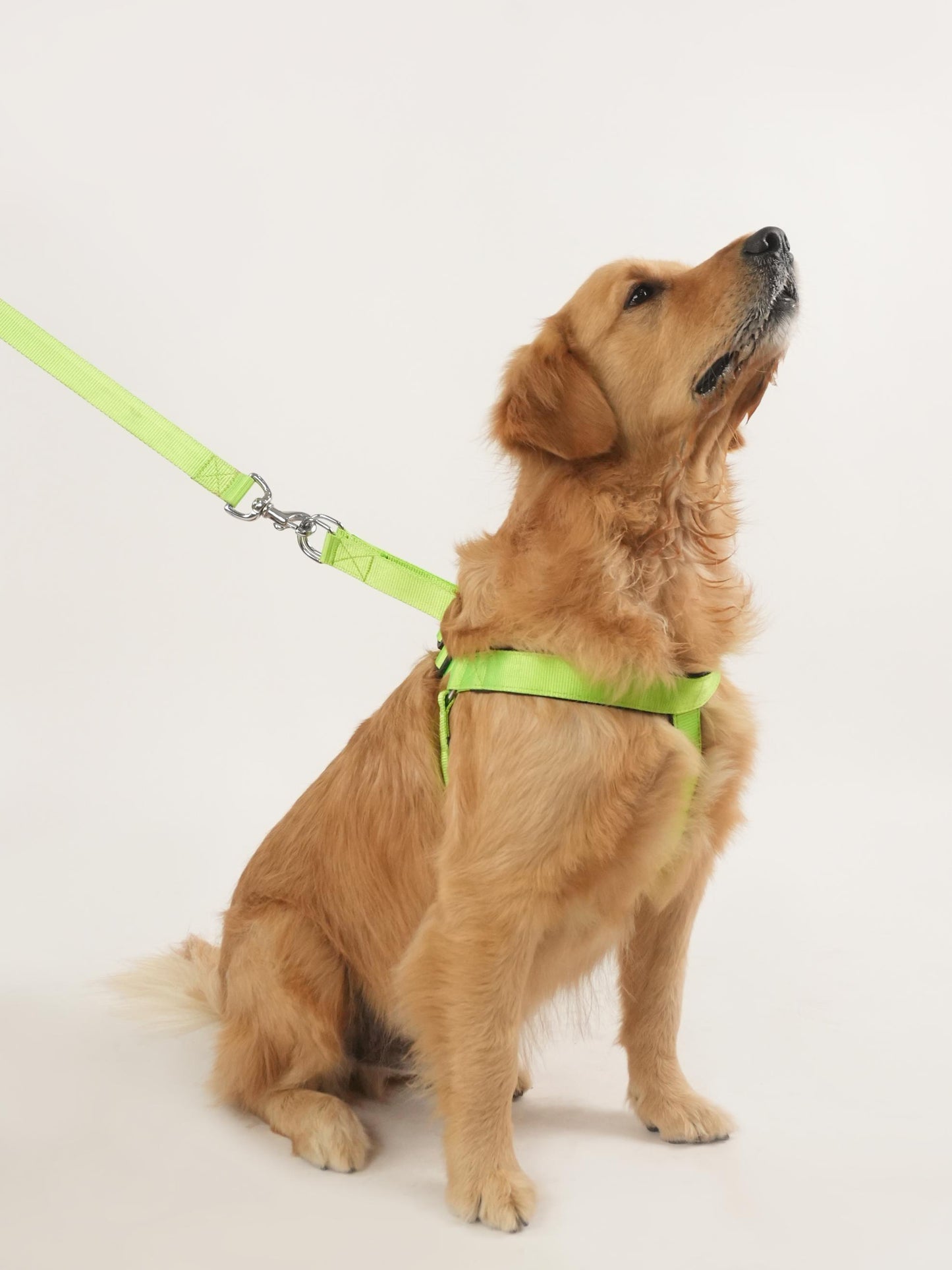 Neon Nimbus Harness & Leash Set (For Large Dogs)