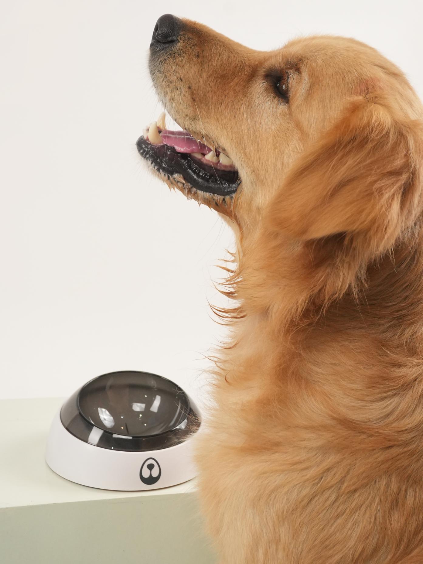 Pet Food Bowl