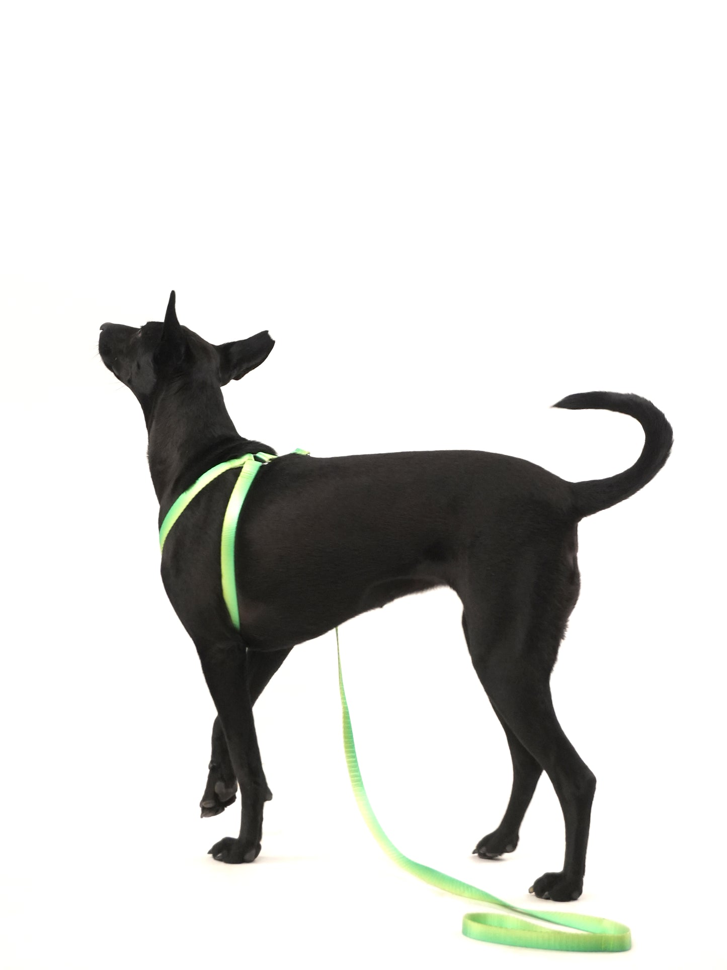 Citrus Sprout Harness & Leash Set (For Medium Dogs)