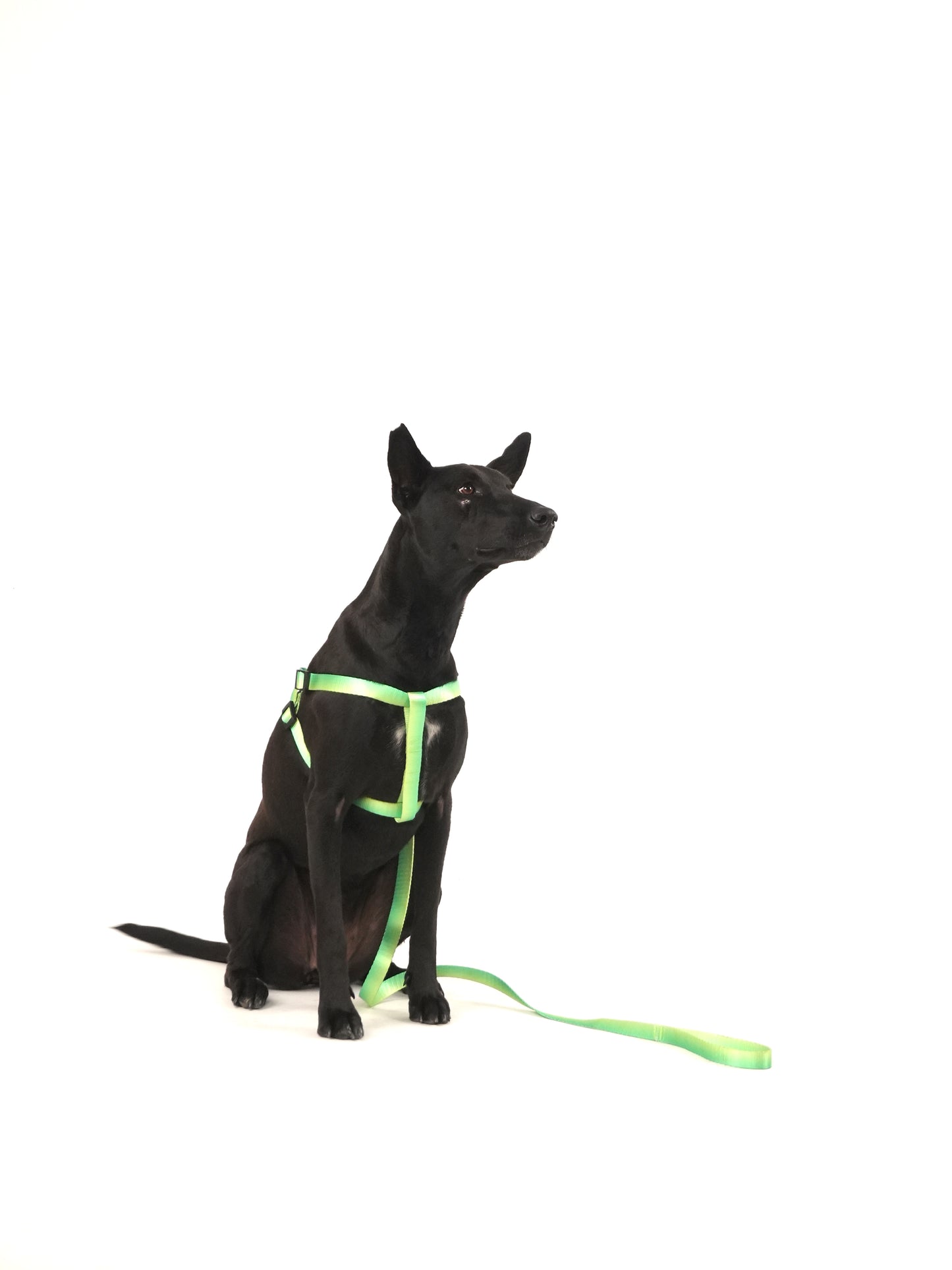 Citrus Sprout Harness & Leash Set (For Medium Dogs)