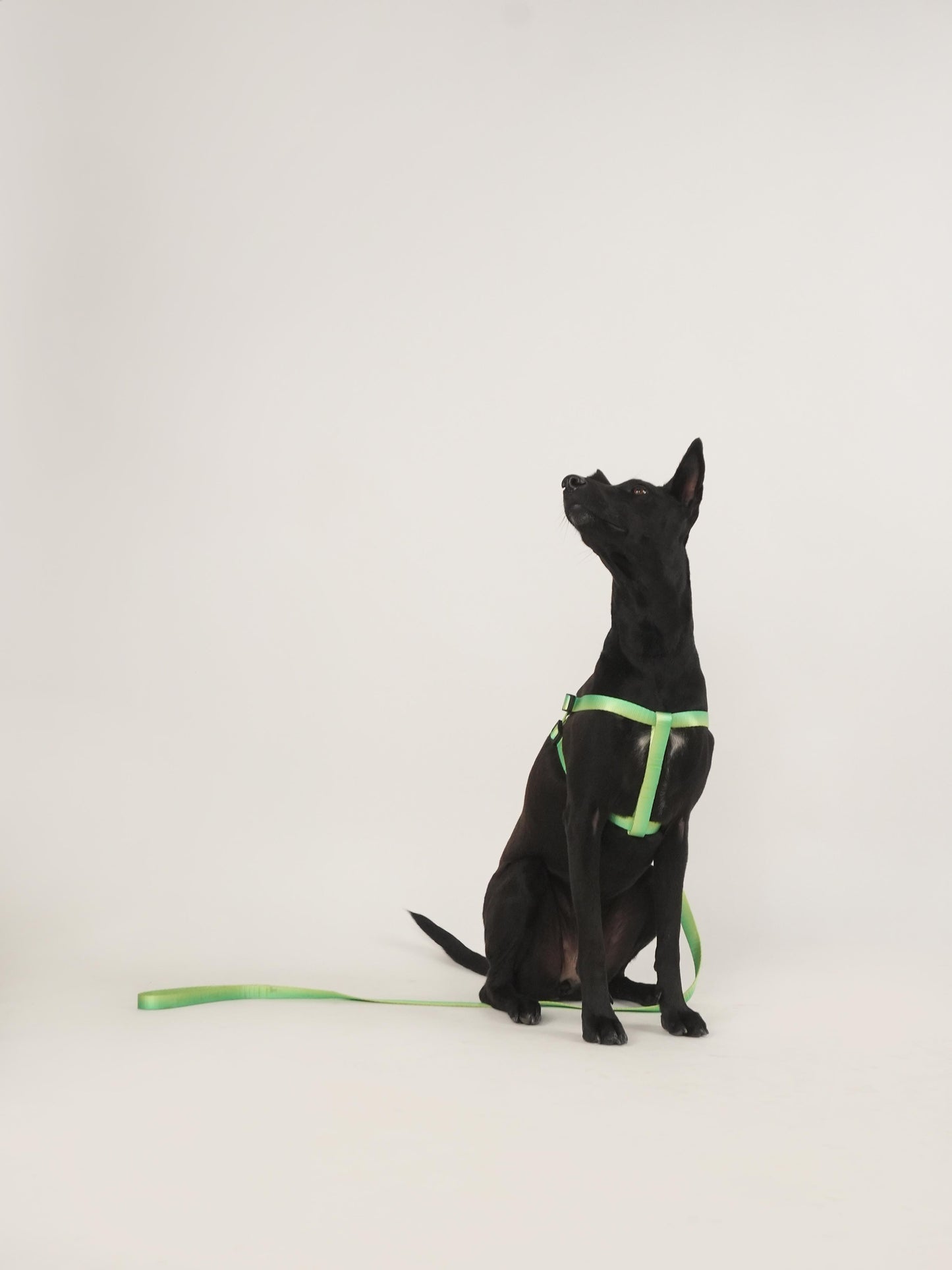 Citrus Sprout Harness & Leash Set (For Medium Dogs)