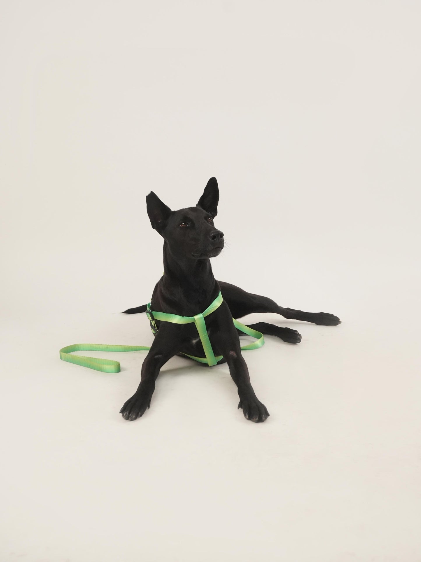 Citrus Sprout Harness & Leash Set (For Medium Dogs)