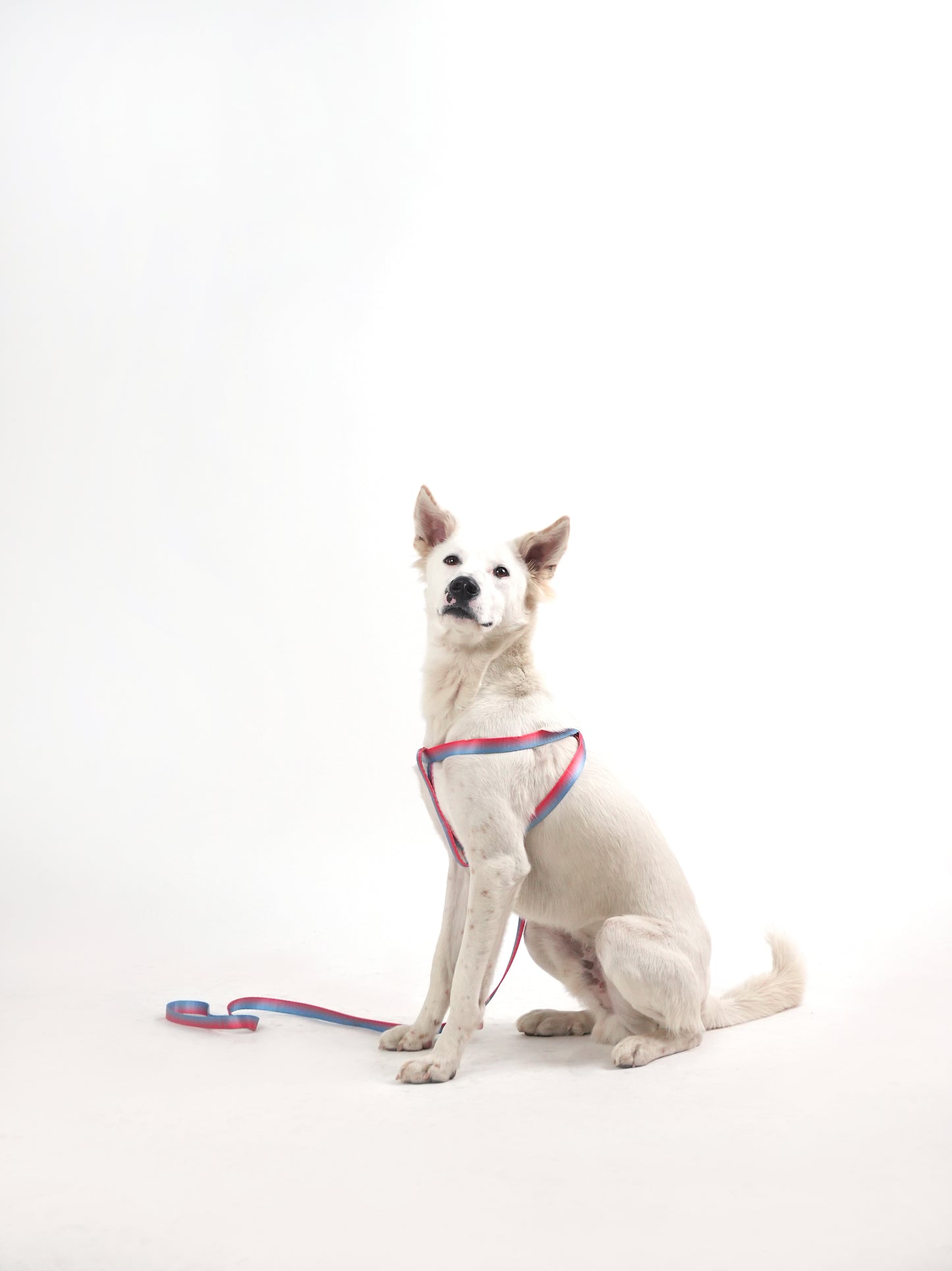 Scarlet Sapphire Harness & Leash Set (For Medium Dogs)