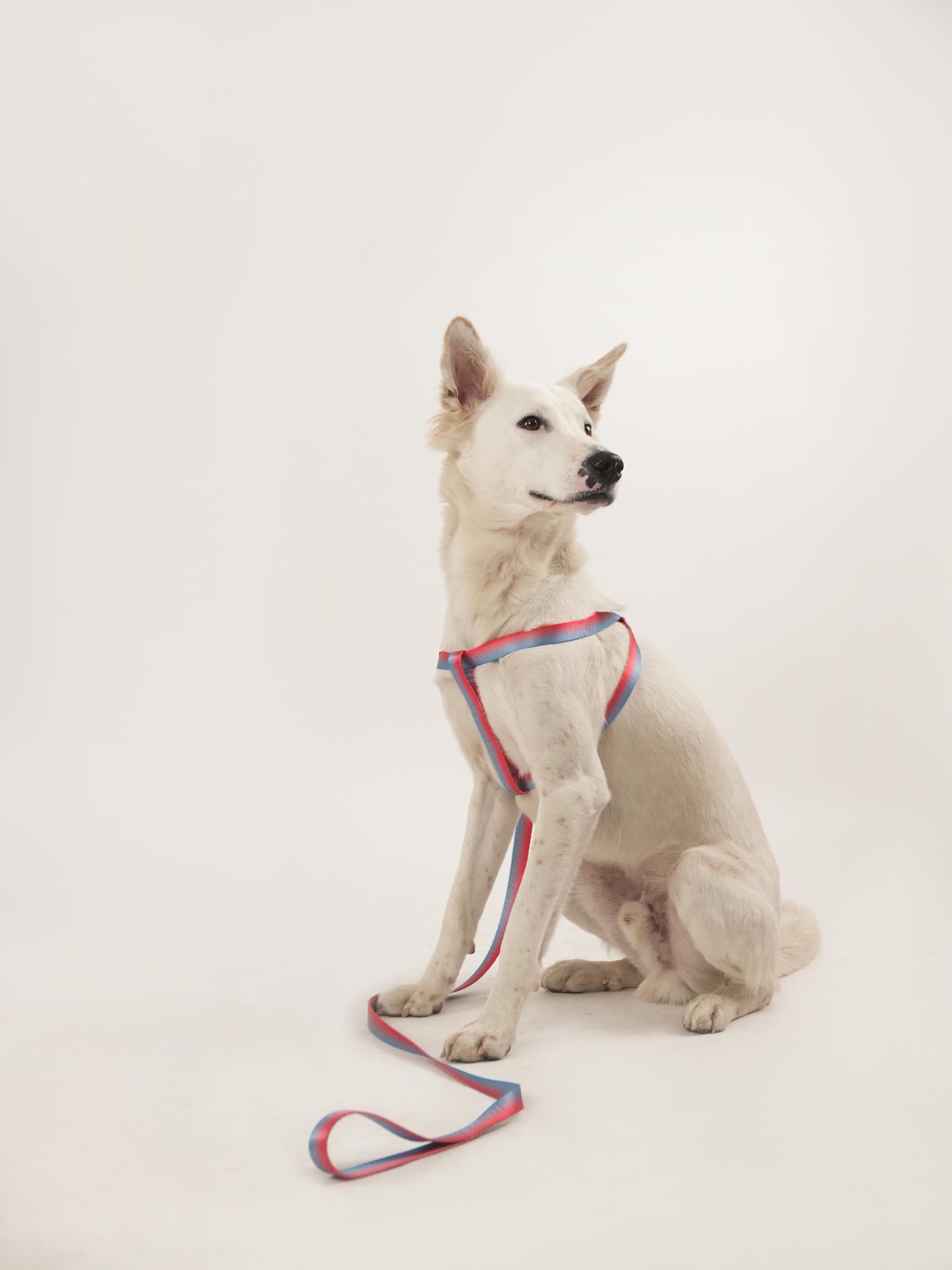 Scarlet Sapphire Harness & Leash Set (For Medium Dogs)