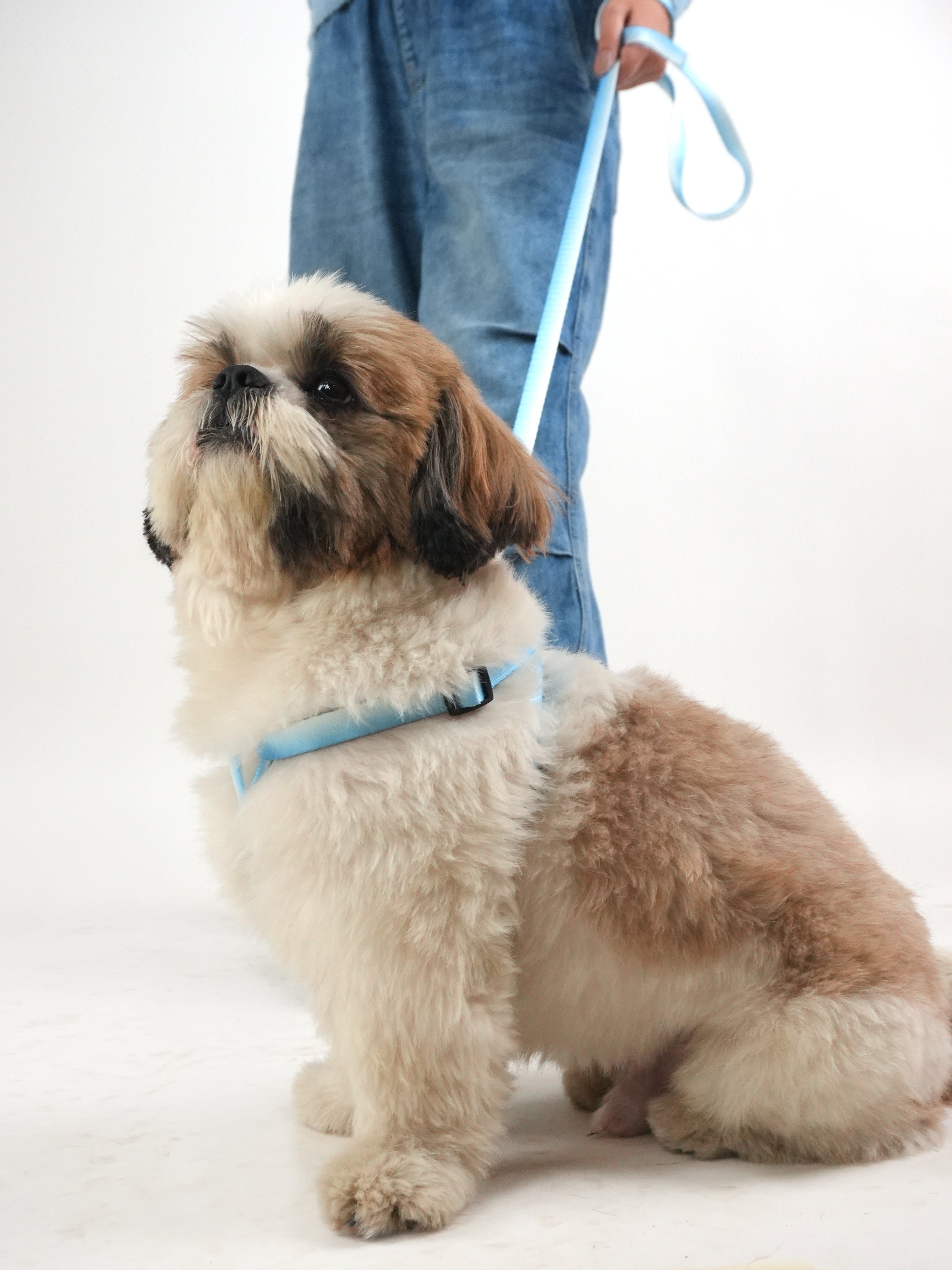 Shih tzu fashion leash