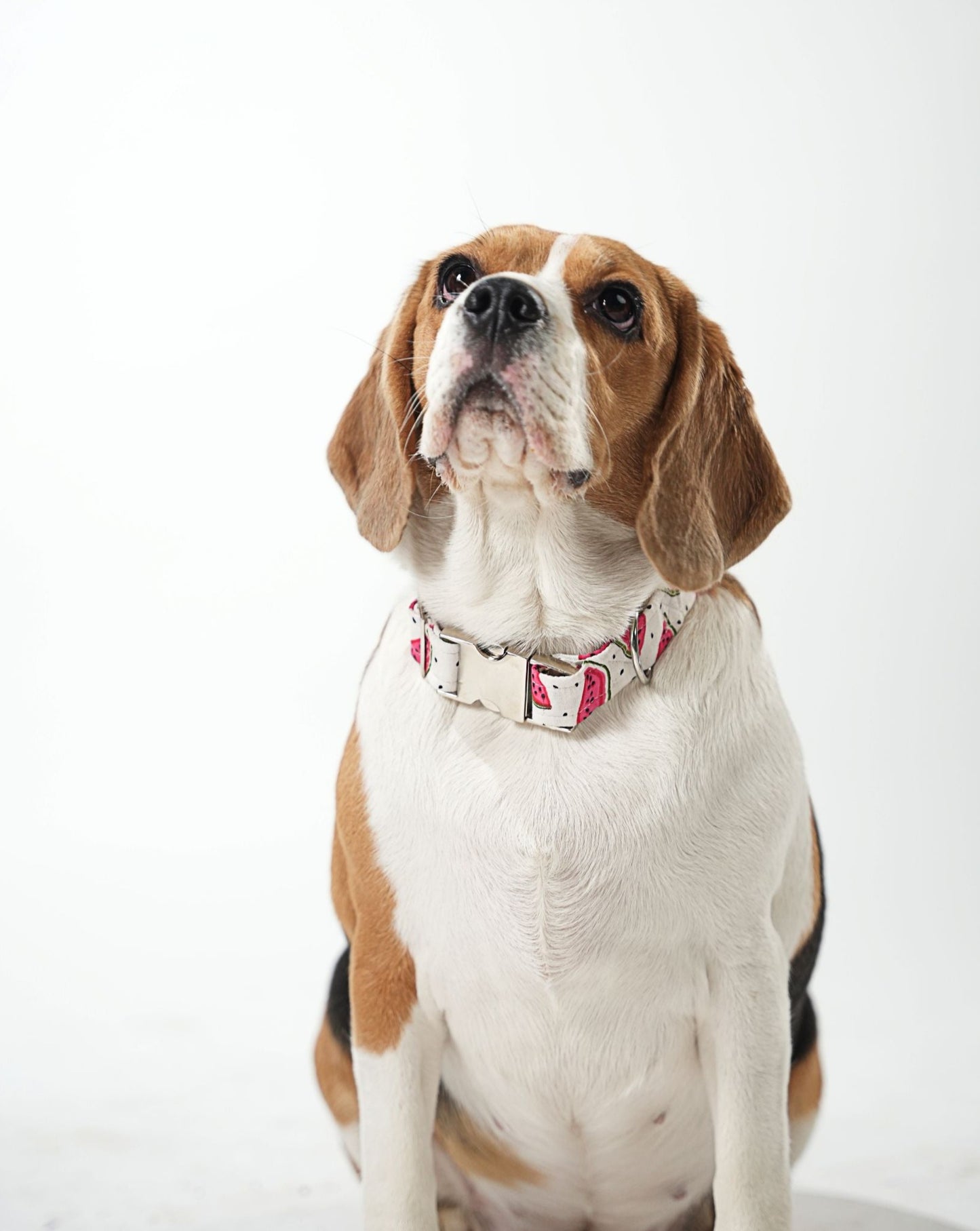 Watermelon Print Collar