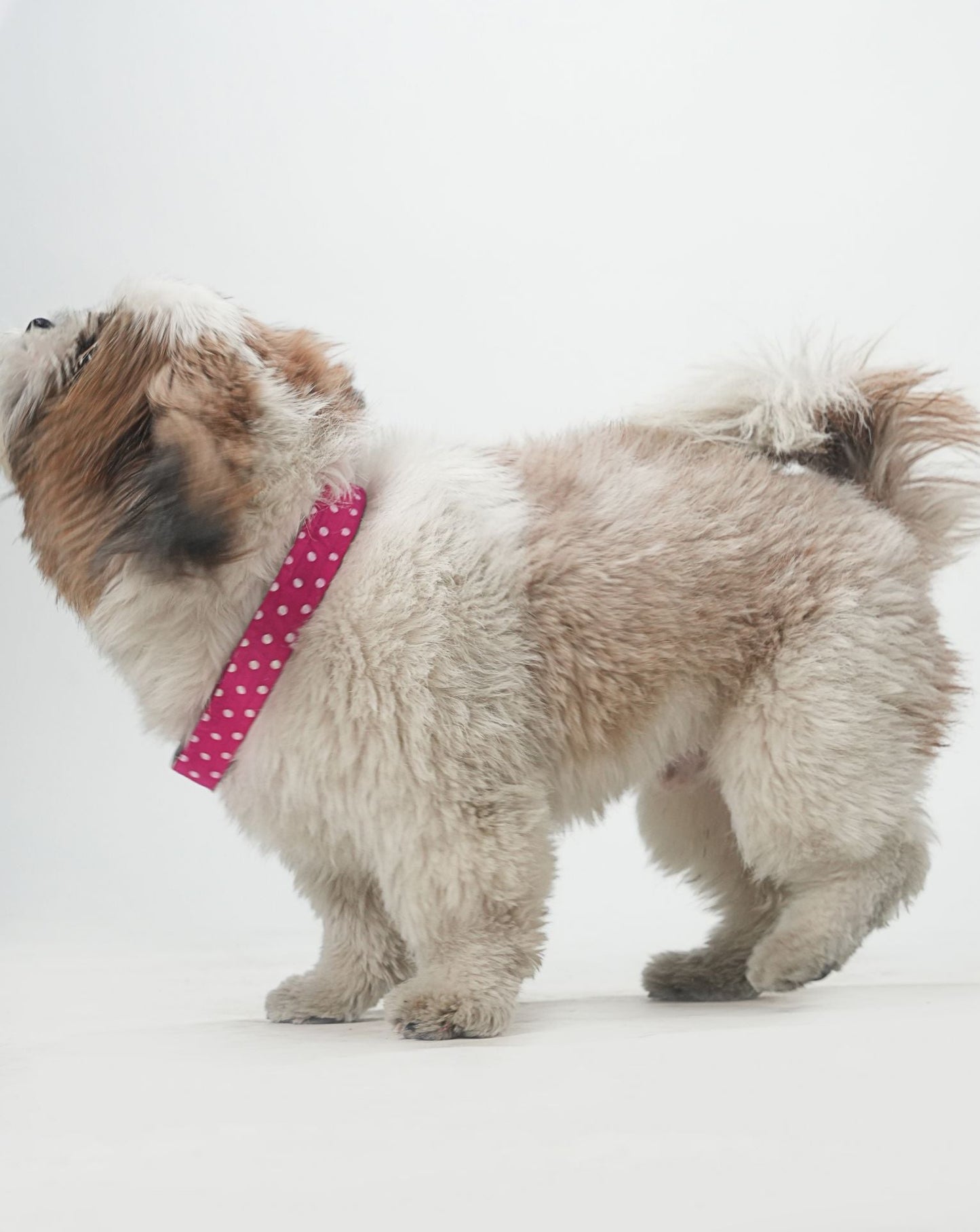 Pink Polka Dot Print Collar