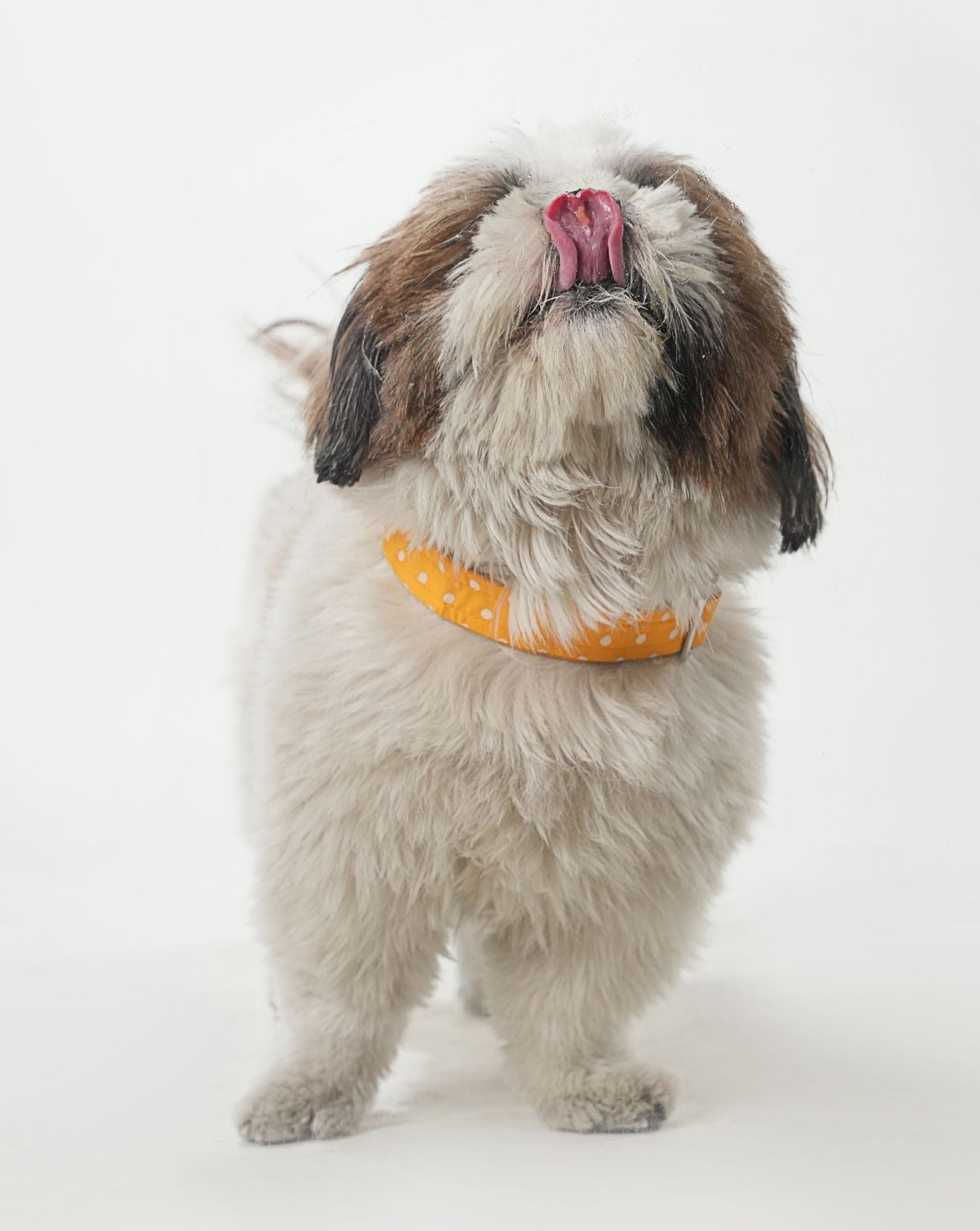 Yellow Polka Dot Print Collar